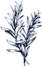 Chiffres - petillium, formation, fermentation