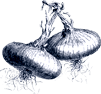 Chiffres - petillium, formation, fermentation