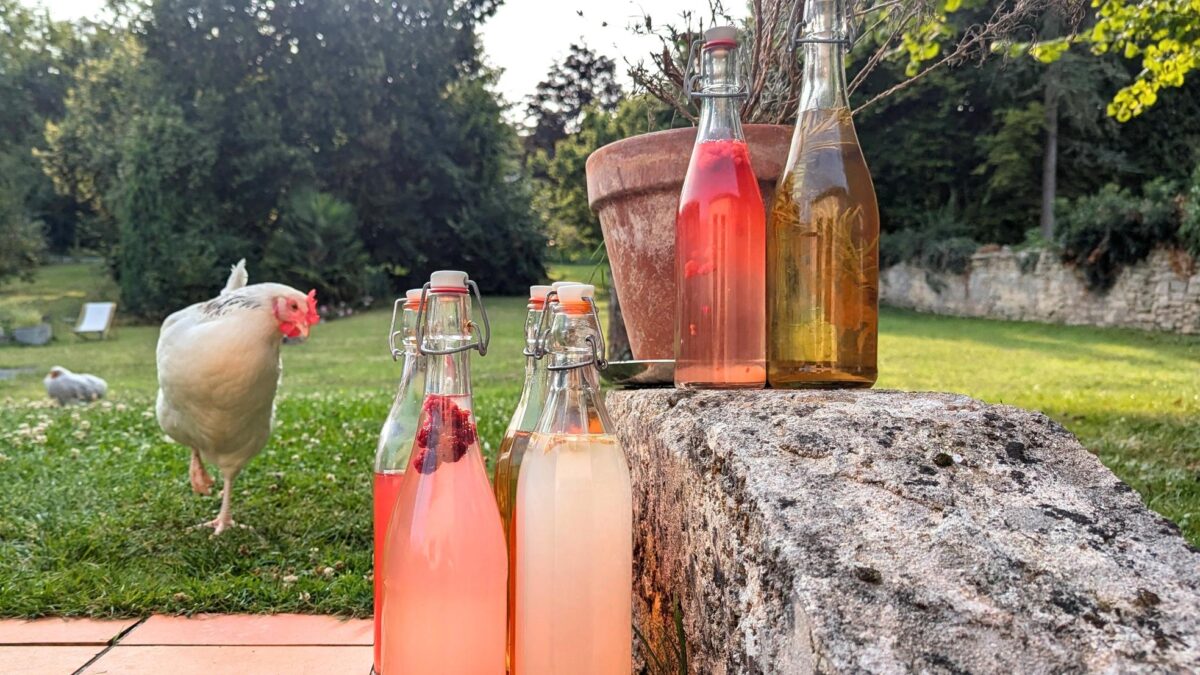 Mon histoire - kéfir et kombucha boissons home made pétillantes et probiotiques à la ferme avec les poules