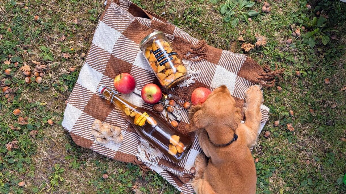 Fermentations d’automne - pommes cannelle automne cosy kefir kombucha ginger beer artisanal fait maison boissons healthy microbiote pic nic probiotique